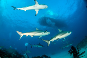 Naklejka premium Caribbean reef shark at the Bahamas