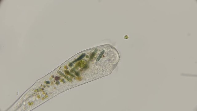 Infusoria Stentor, class Ciliata stretches in search of food, under a microscope