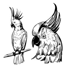 Obraz premium Tropical parrot