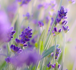 Blossoming Lavender bushes closeup