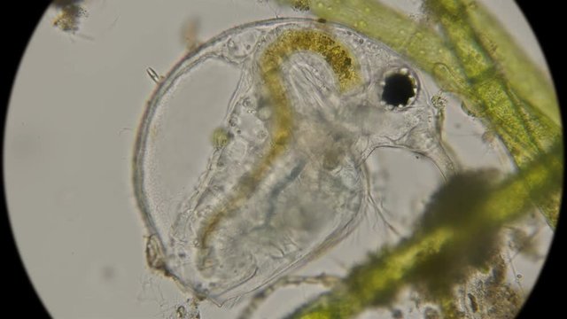 Bosmina water flea, under a microscope