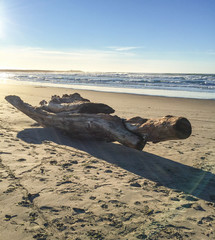 Driftwood Oregon Coast