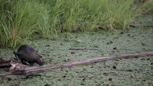 Nutria in the wild walking on a log in a lily filled pond at Steigerwald Wildlife Refuge in Washington