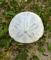 Sand Dollar Oregon Coast