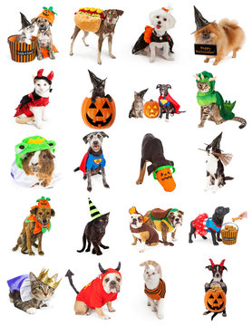 Set Of Pets In Halloween Costumes