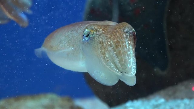 Kobi Cuttlefish, sepia kobiensis, raising arms/swimming in the water, 4K, raw