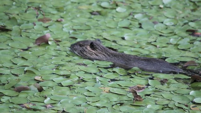 Nutria swimming in a pond eating lily pads in Washington at Steigerwald Wildlife Refuge