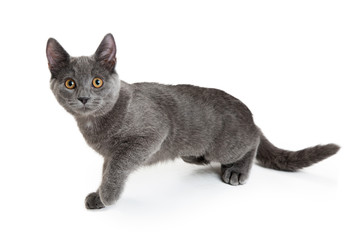 Young Gray Kitty Walking Forward