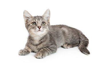 Young Grey Tabby Kitten Lying on White