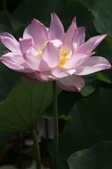 Fototapeta premium 蓮の花