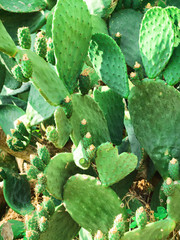 Cactus with heart shape at Rethimno, Crete Island, Greece