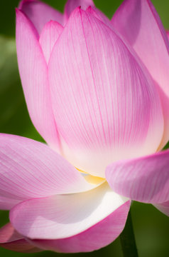 178 Best ピンク 花 庭 美しい 夏 紫 葉 赤 日本 満開 Images Stock Photos Vectors Adobe Stock