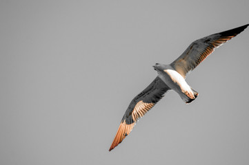 The flight of the lonely bird.