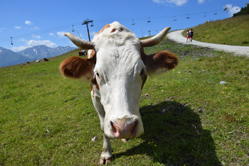 Fototapeta na wymiar cow