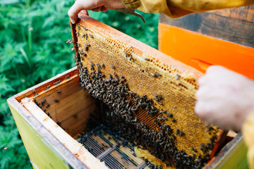 Collecting natural honey from beehive