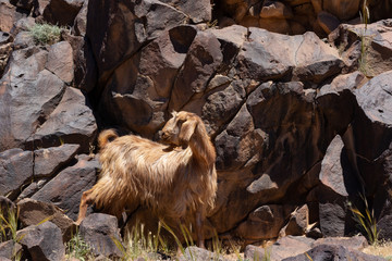 goat in basalt desert