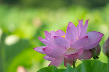 Obraz premium 木陰で咲く蓮の花