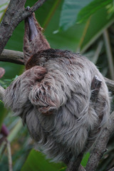 Sleeping sloth © Anders