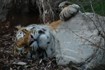 Tiger resting