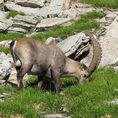 Big grazing male alpine ibex, Switzerland.
