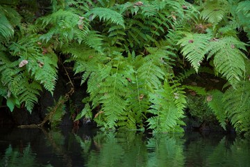 ferns resting on a reflected pool of water