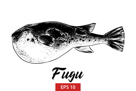 Vector engraved style illustration for posters, decoration and print. Hand drawn sketch of fugu fish in black isolated on white background. Detailed vintage etching style drawing.