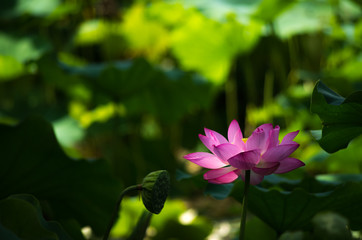 木陰で咲く蓮の花