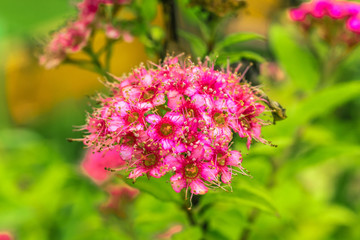 Spiraea japonica