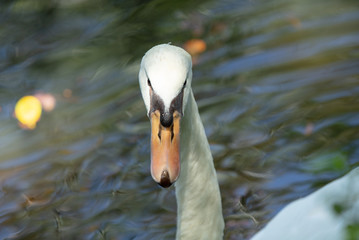 adult swan is curious of your approach
