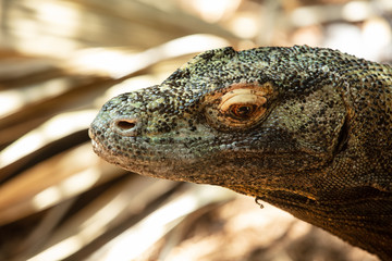 komodo dragon gets a close up head shot
