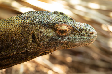 komodo dragon has spotted something to eat