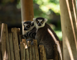 ringtail lemurs are planning their escape from captivity