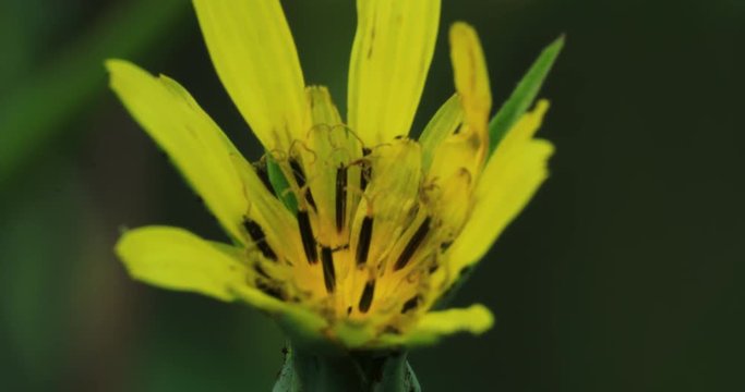Yellow Goatsbeard, Tragopogon dubius, with tiny insects in blossom 4K