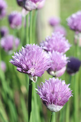Chive Blossoms
