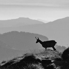 Chamois standing on the ridge of Mount Niederhorn, Switzerland. Early morning.

