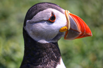 Skomer Island, Wales