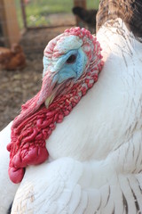 Domestic Turkey