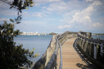 Fototapeta premium Peaceful Florida Boardwalk Pier with Wild Bird in front of Beautiful Downtown City