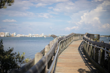 Fototapeta premium Peaceful Florida Boardwalk Pier with Wild Bird in front of Beautiful Downtown City