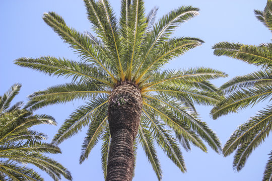 Moroccan Palm tree