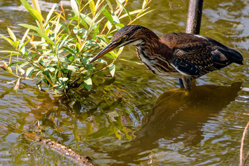 Green Heron looking for fish. 