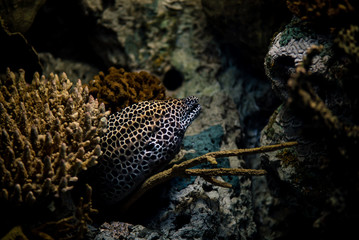 Fish Swimming in Aquarium