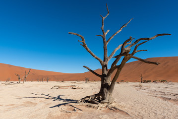 Silhouette of dead trees in white deadvlei pan, Sossusvlei, Namib Naukluft National Park Namibia