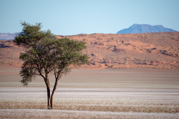 Obraz premium Close up of green tree in desert sand dunes covered in soft yellow grass