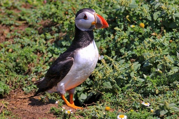 Skomer Island Wales UK