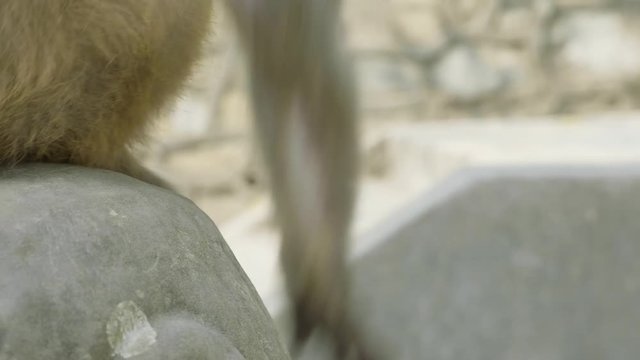 Monkey hands. Swayambhunath temple, Kathmandu, Nepal.