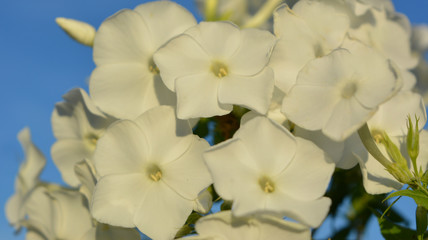 white phlox flowers on blue sky background, beautiful elegant composition, panorama