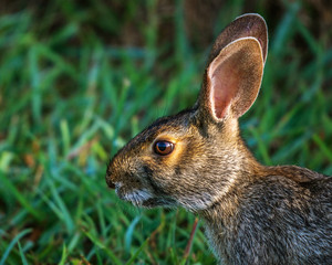 Rabbit along the trail!