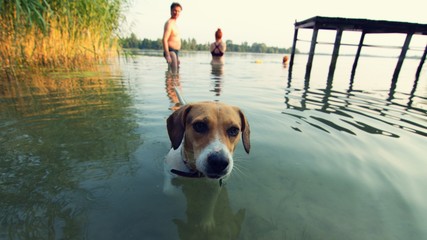 my dog, dog floating in the lake in the background the owner © Robert