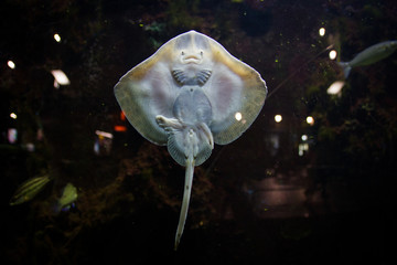 Small funny ray fish behind the glass of the aquarium looks at you. © Mariia Loginovskaia
